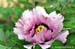 Rockii Peony: YUN SUO LIAN FENG